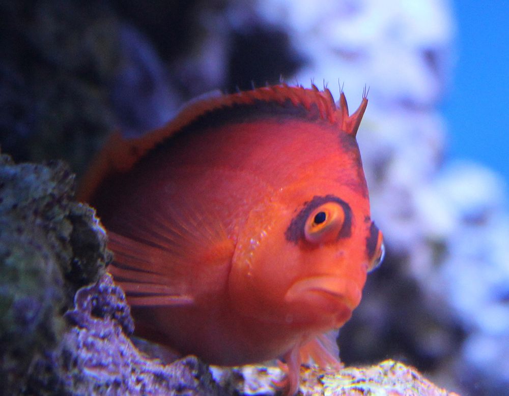 Sarkanniemi Aquarium, Tampere Sarkanniemi Aquarium, Tampere